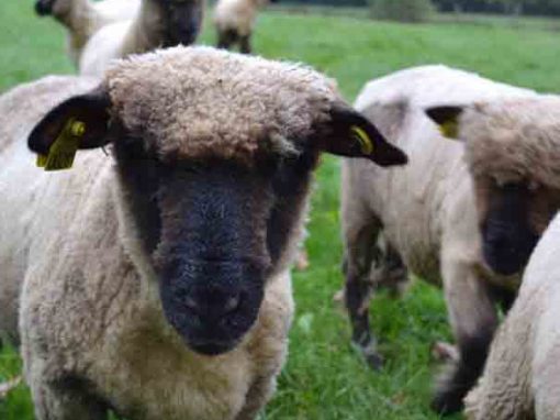 Ce sont des moutons de Ouessant qui font office de tondeuse !